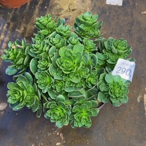 树玫瑰多肉植物2902