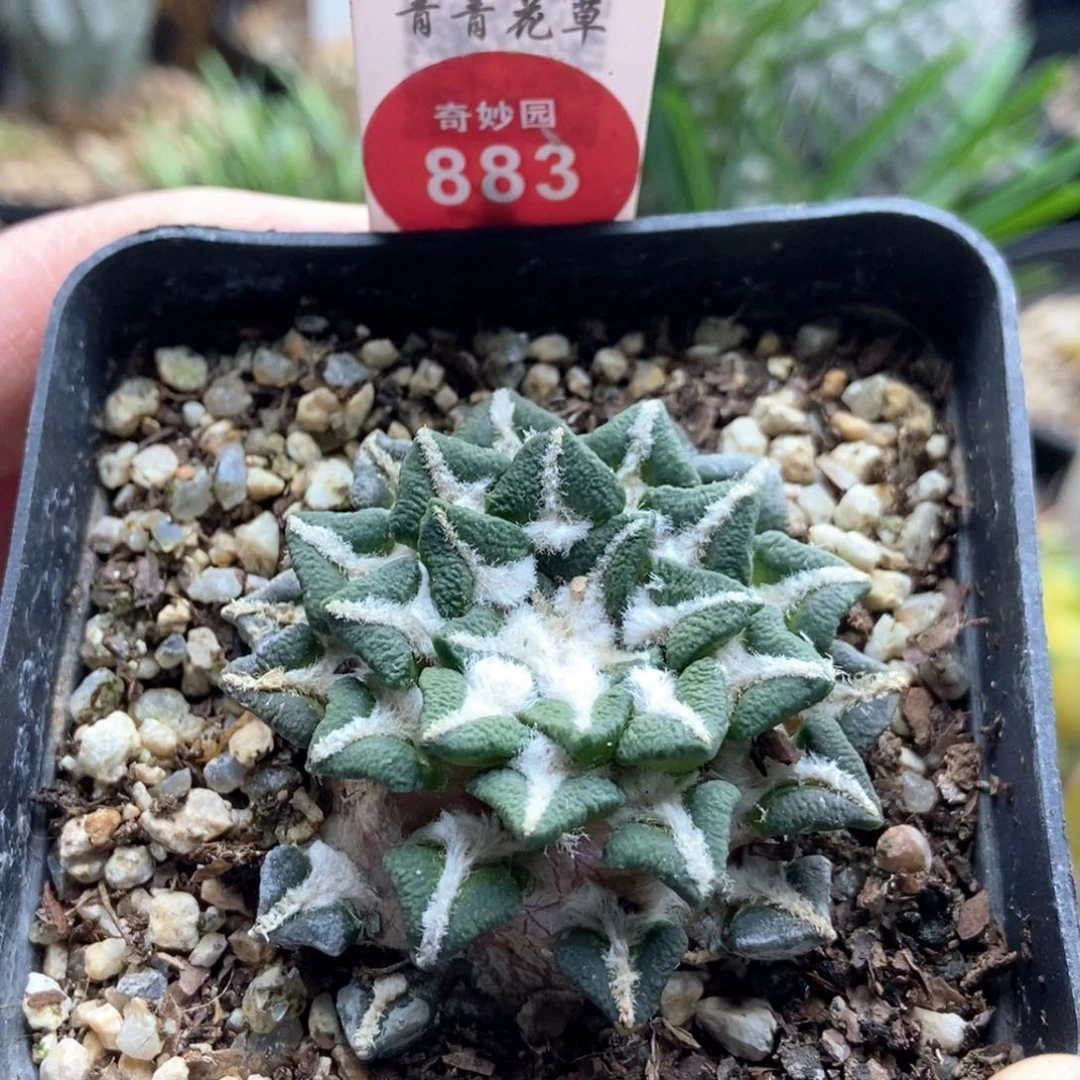 自根黑牡丹4.7cm自根