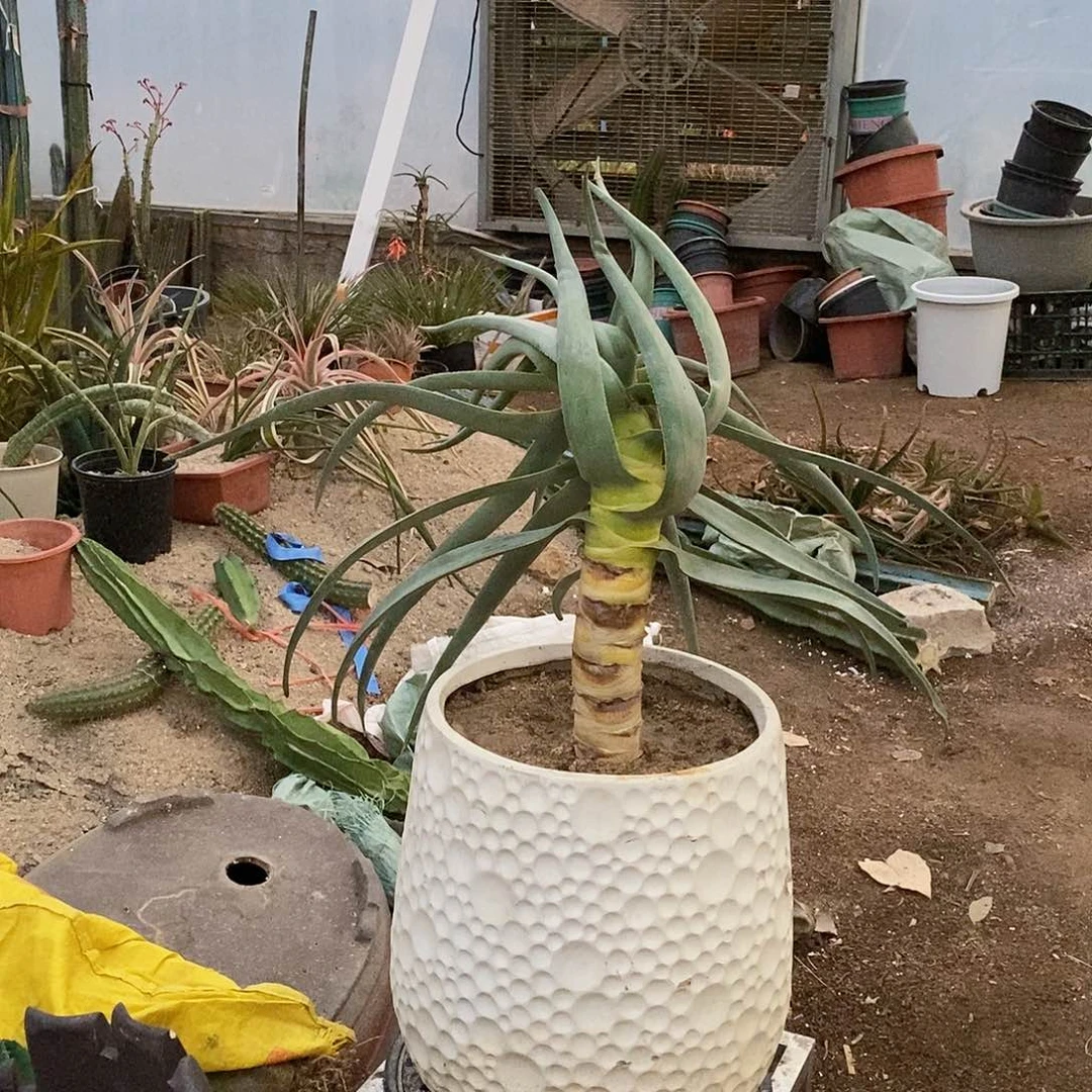 过***风17号拍品。