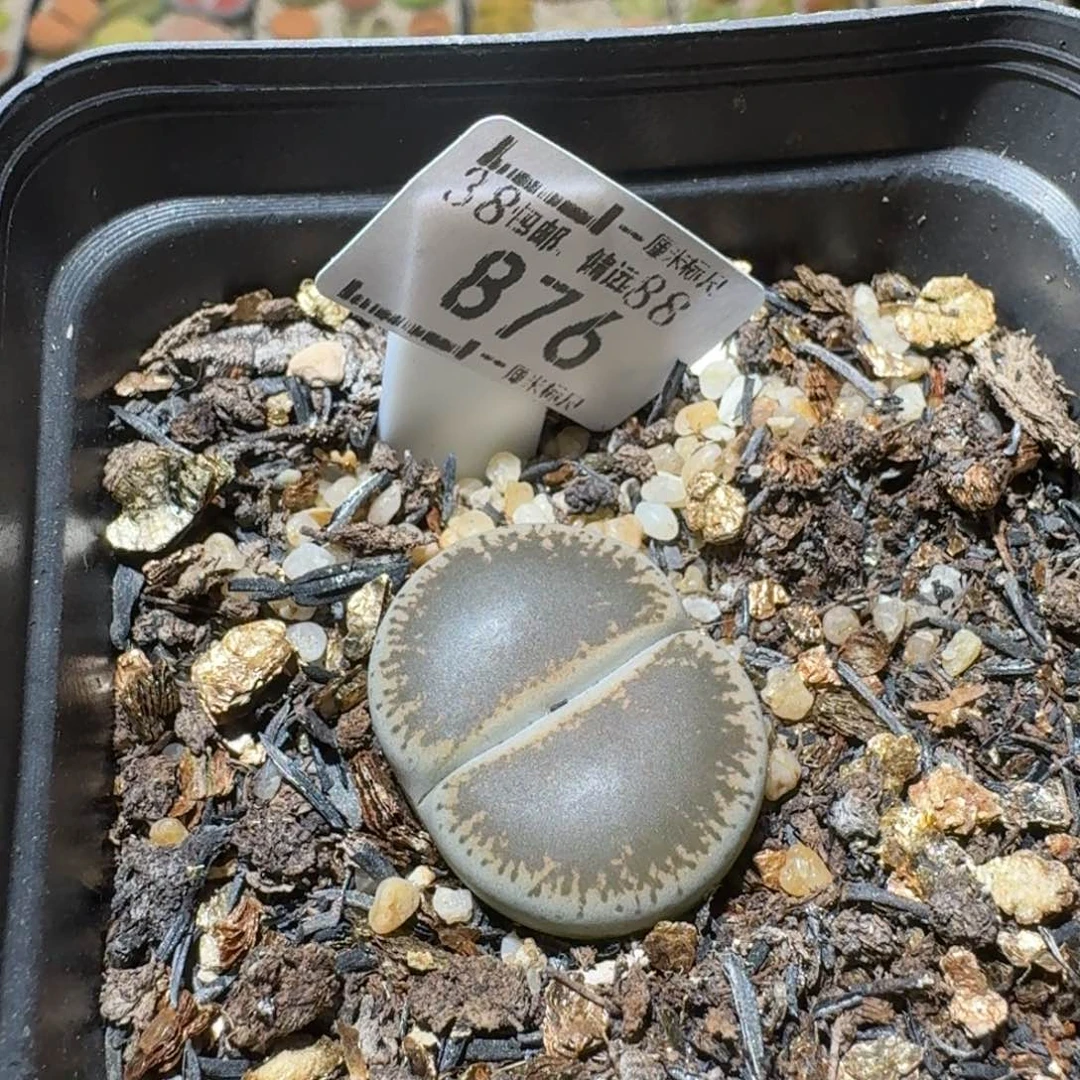 Sss精品便宜了876