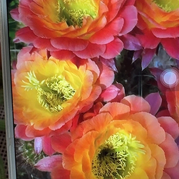 大满贯侧芽5公分左右毛花柱（20包邮）