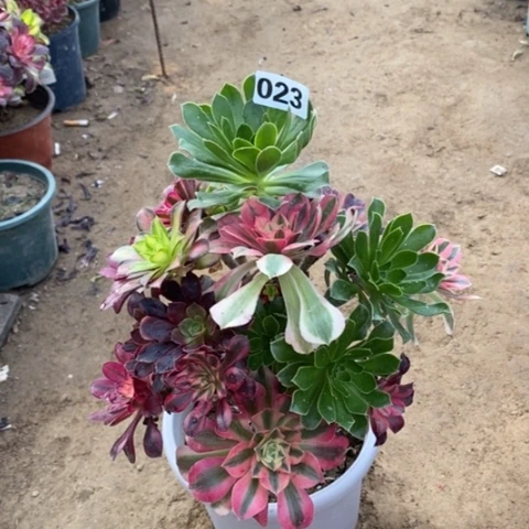 023嫁接多品种多肉法师