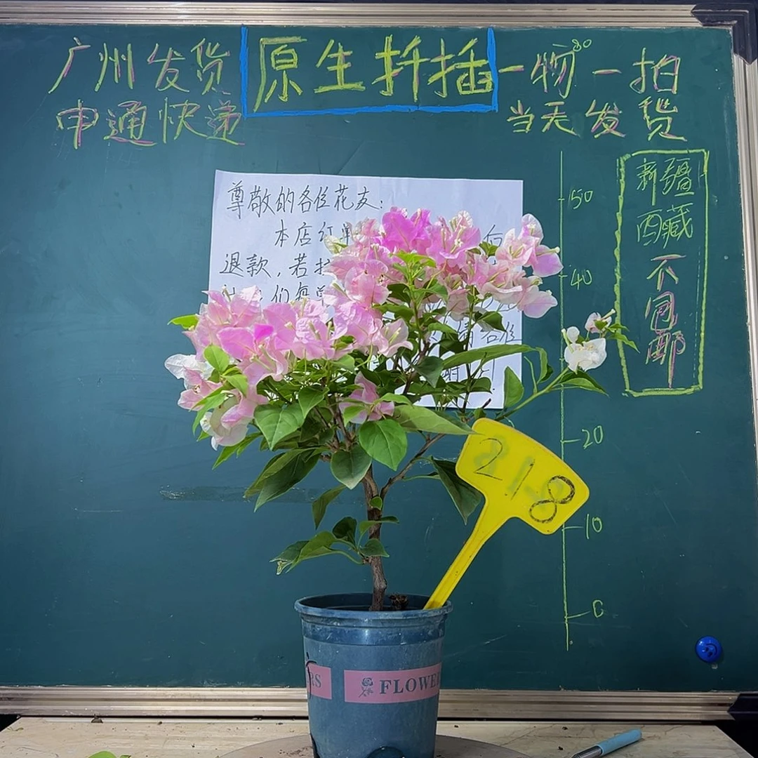 当前无花栽培后可以开花 广红樱 218