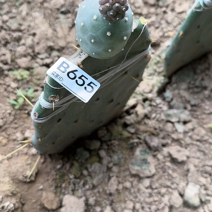 明*嫁接无刺习志野655