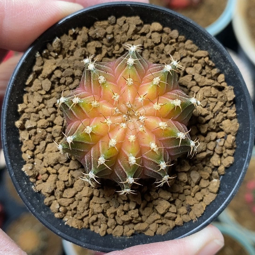 米哈仙人球肋骨轮回实生002