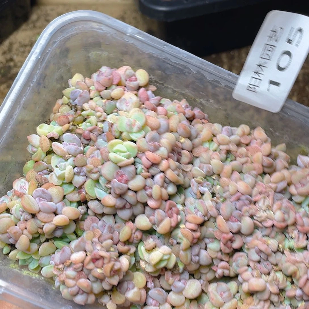 +***～多肉植物多肉植物105
