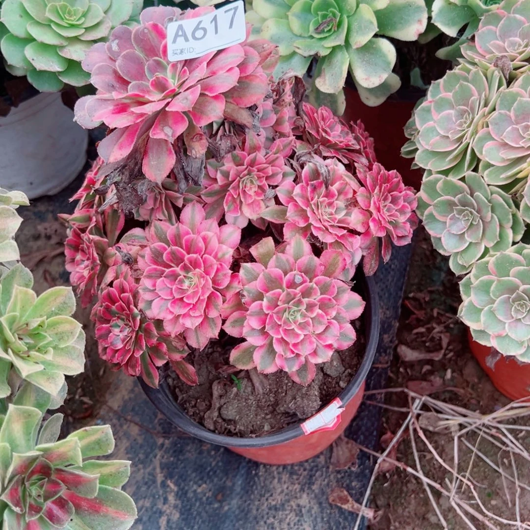 王***姐617红铜超白多肉植物