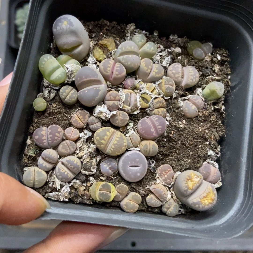 7366一盒十方大牙有疤