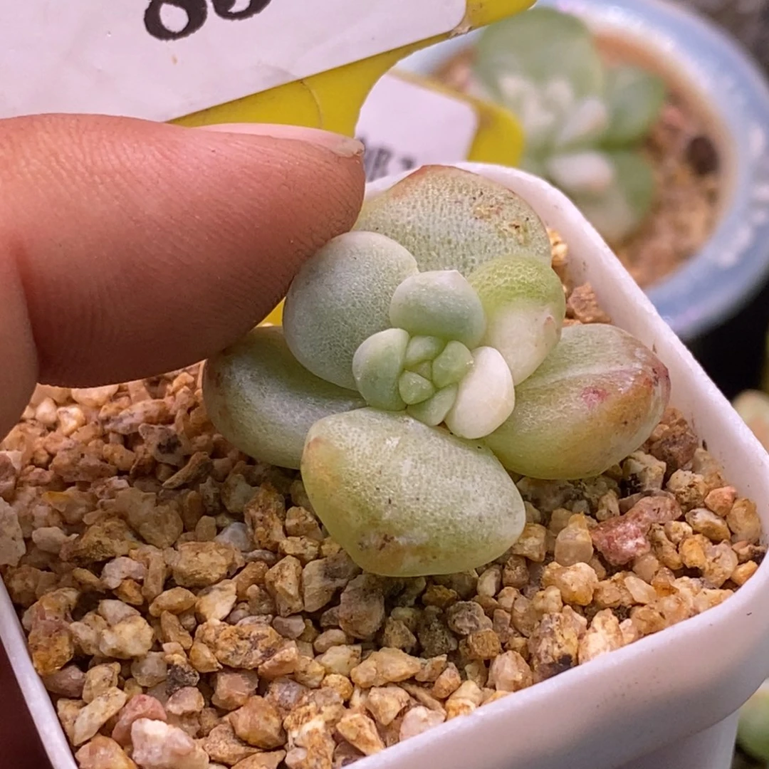 183冰玉石化白锦福利，……