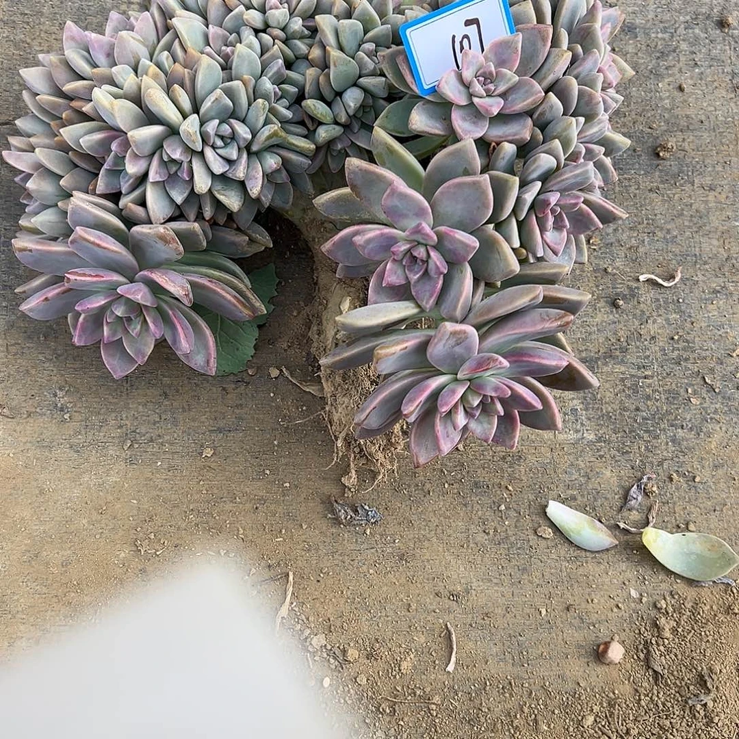 107号淡雪缀化一物一拍I