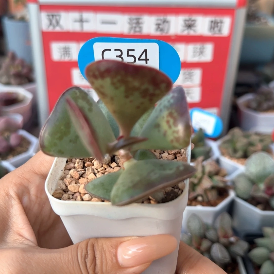 崔***崔爱心。   354。