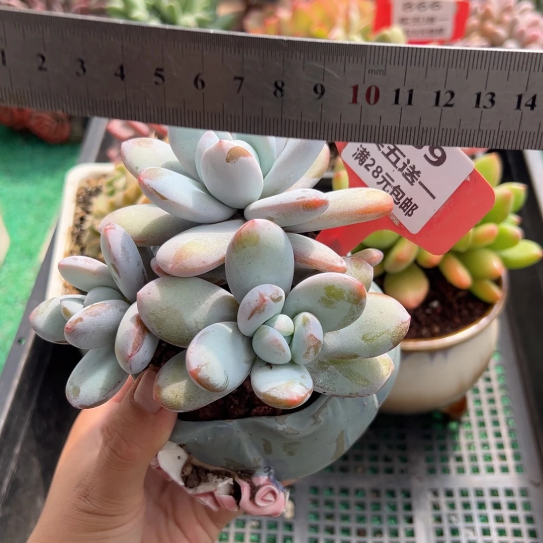 表妹精品多肉植物869.