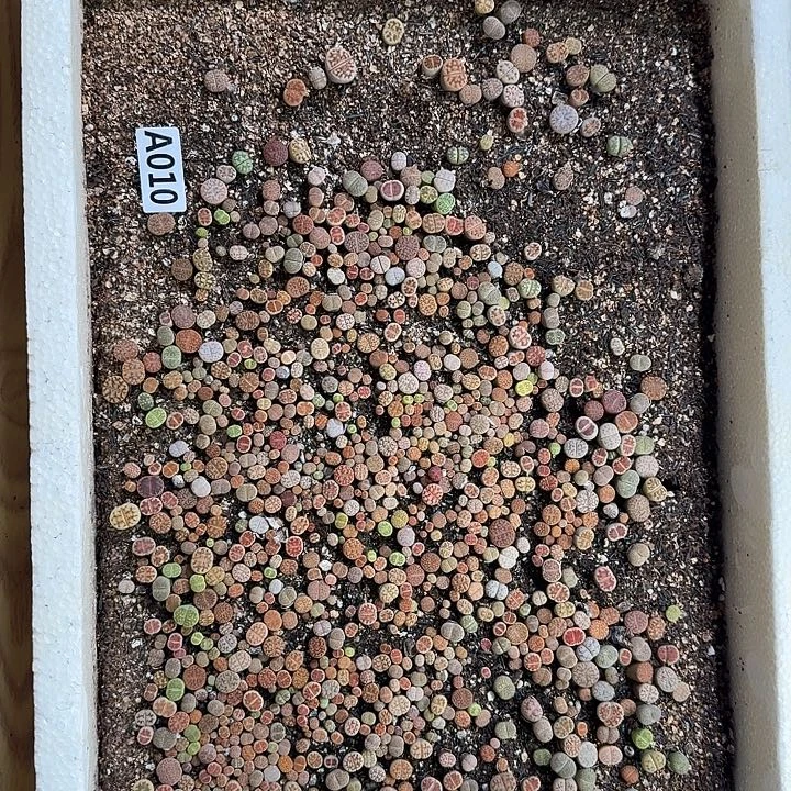 生010石花整筐脱土发货