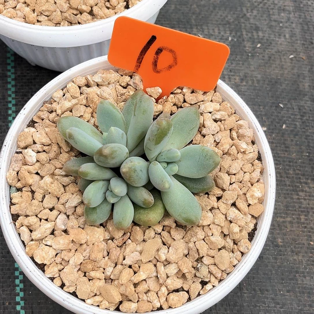 黄胖体哥特10号码牌子的