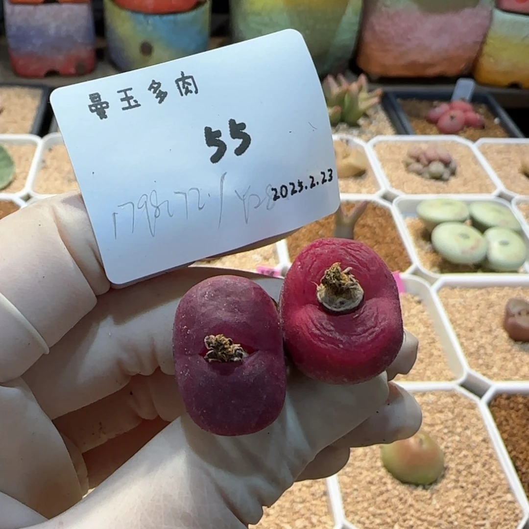 短****芙多肉多肉多肉2.23-055