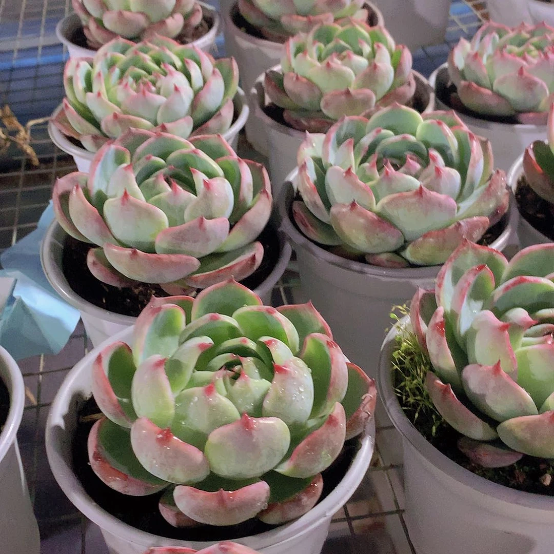 宽叶惊鸿23466788990000