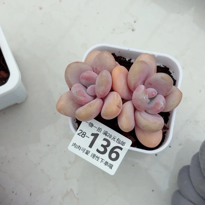 粉兔无盆土发货多肉无盆土