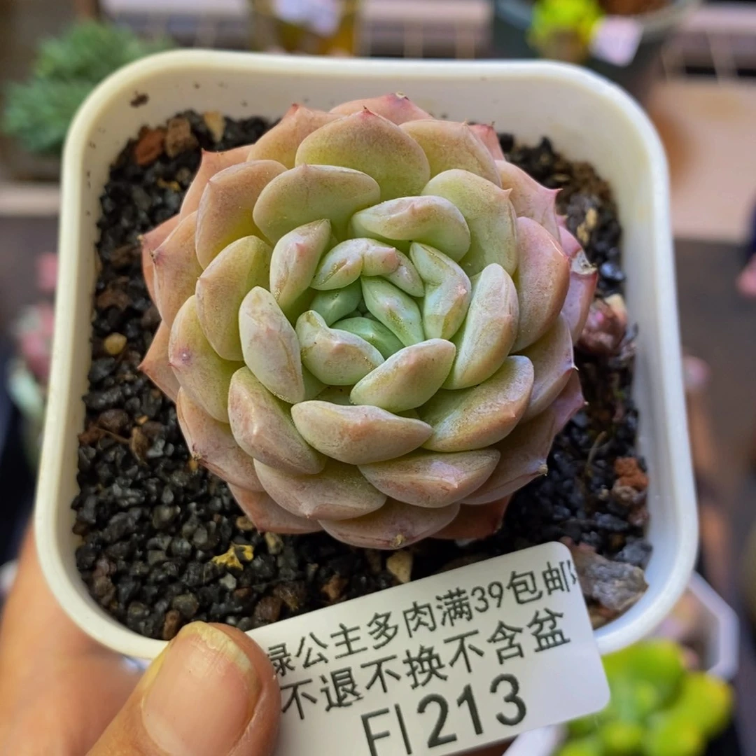 213纯爱多肉肉4cm
