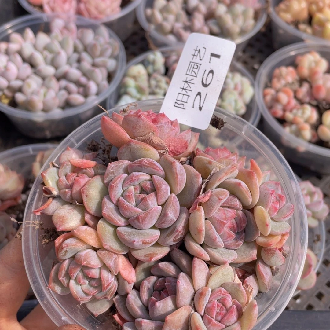 多肉植物多肉植物261