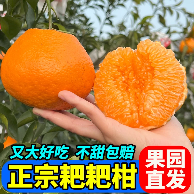 正宗四川眉山春见耙耙柑子当季新鲜孕妇水果粑粑柑橘子整箱 bp