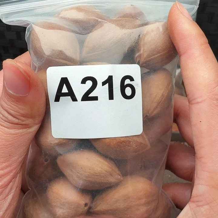 猛***腿核桃手串/手链橄榄