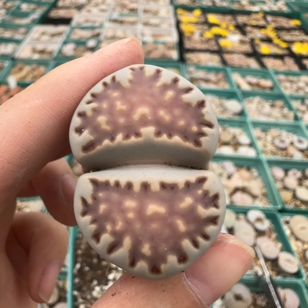 10.30母本脱土8138