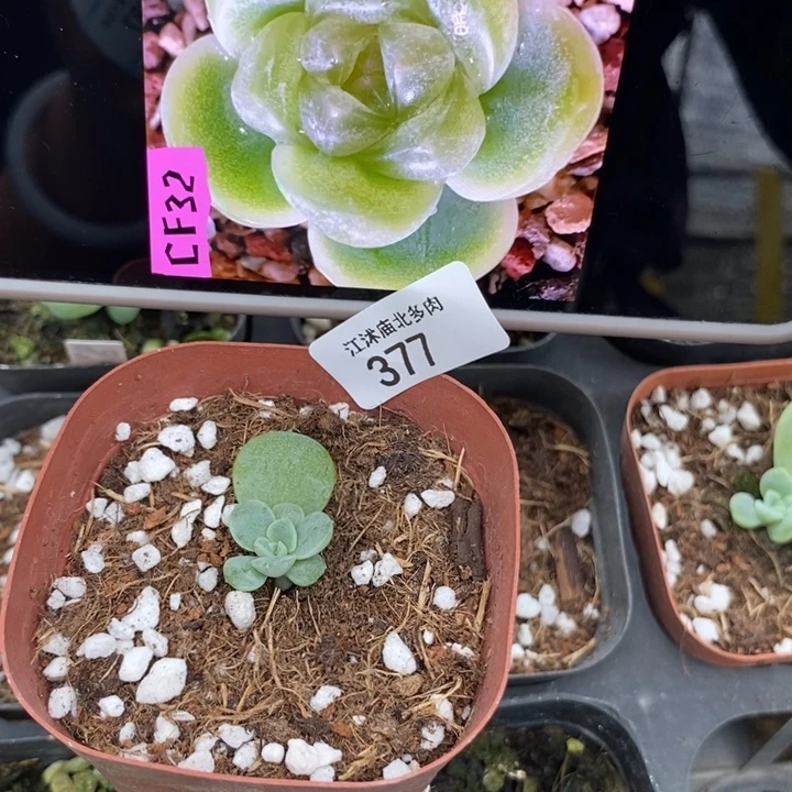 标377哈财富c32一个多肉