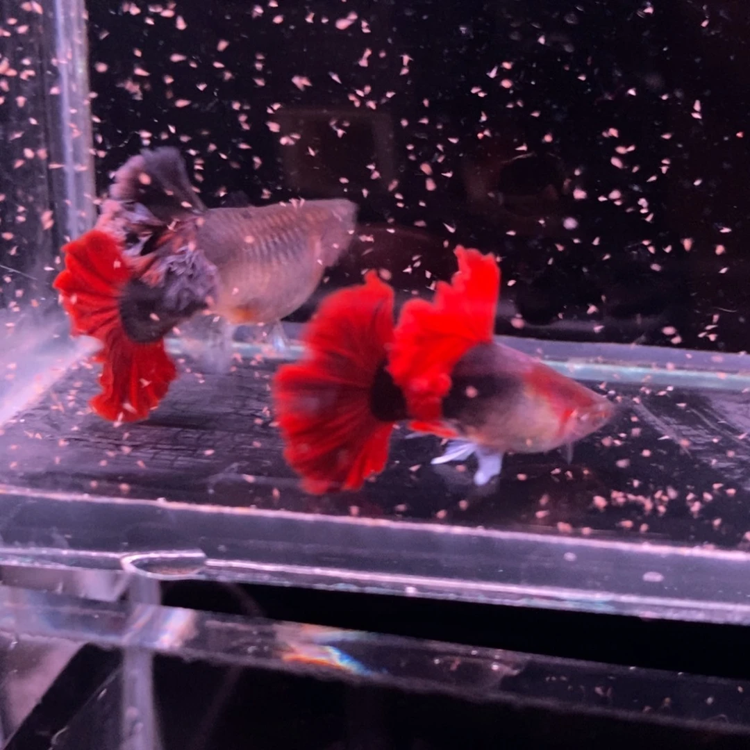 孔雀鱼顶级菊花帆一对