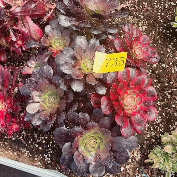 多肉植物福利1735