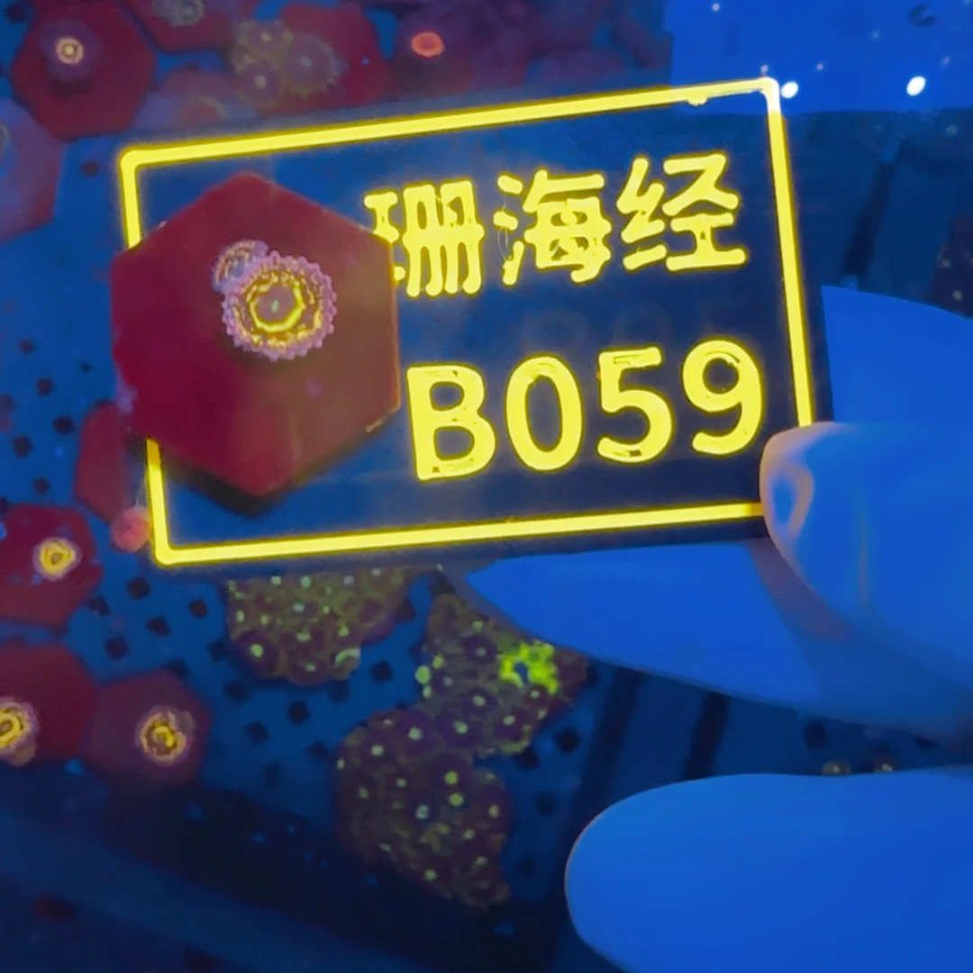 纽扣珊瑚千**职晓晓不包邮平流层B059