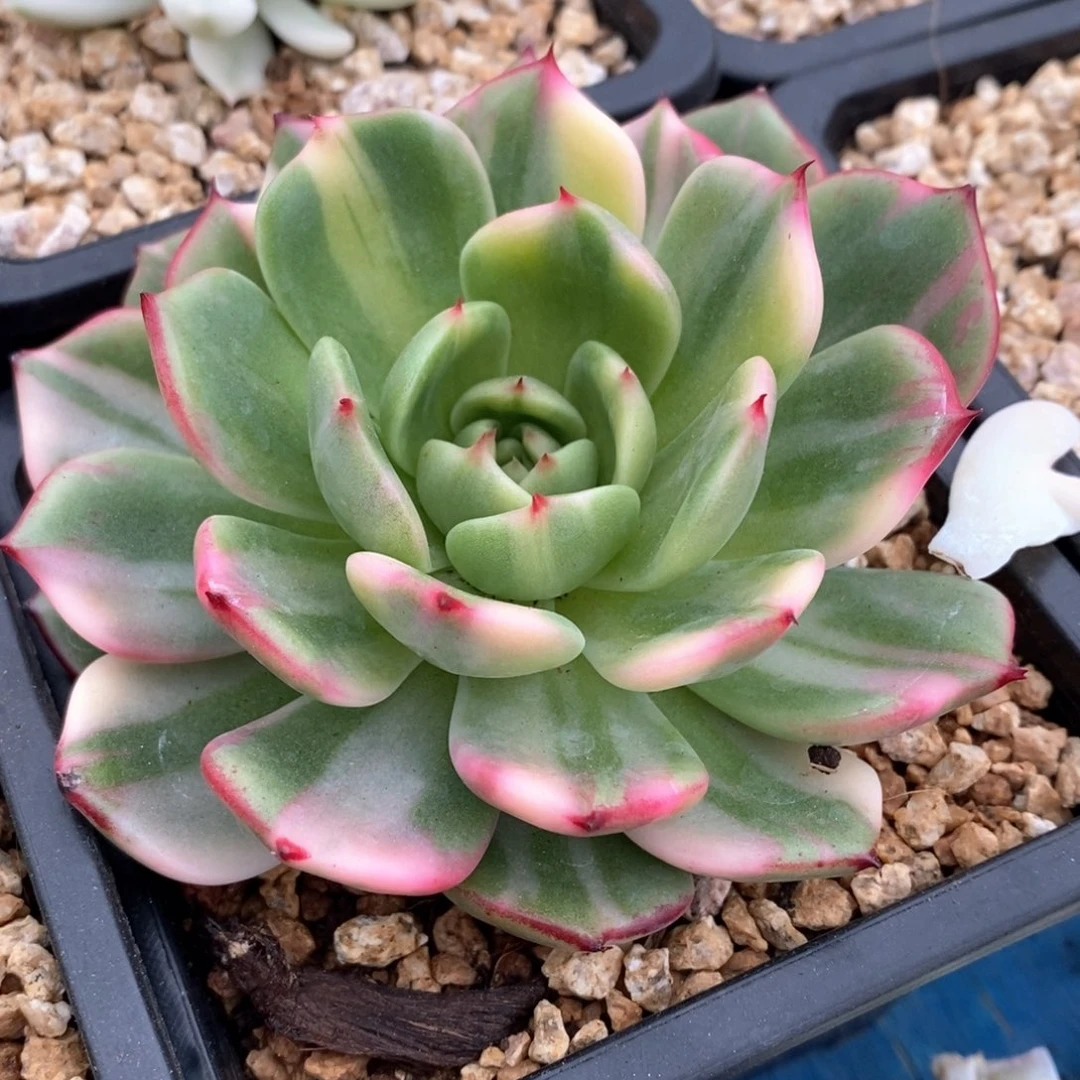 佛朗明哥锦多肉锦