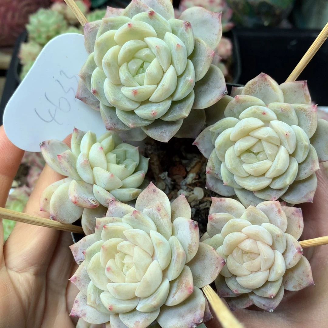 白透珍妮老桩4633