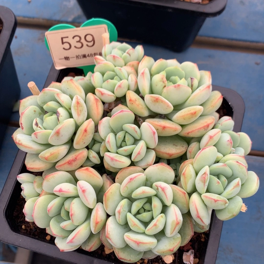 香草老桩无砍平头539