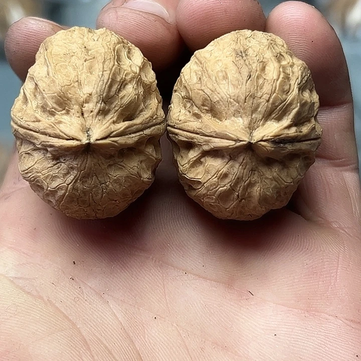 核桃59号粗筋龟甲37尺