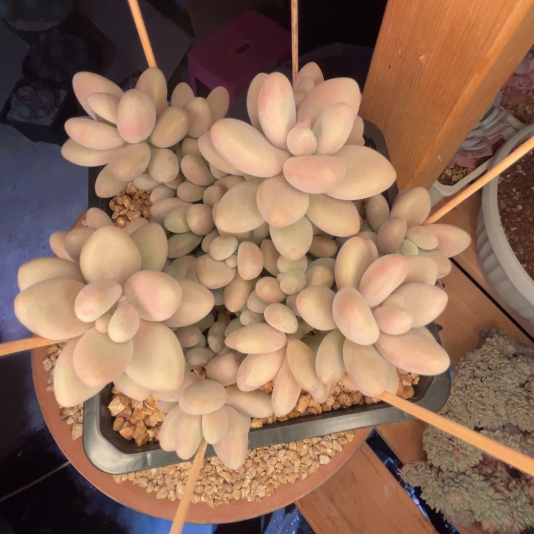 蜡****?物一拍，发货