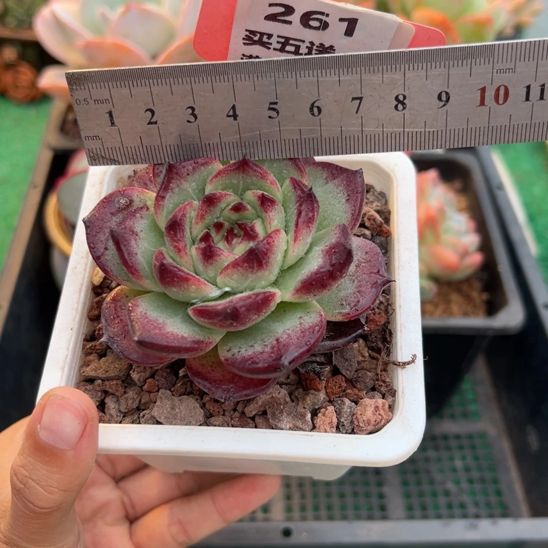 表妹精品多肉植物261.
