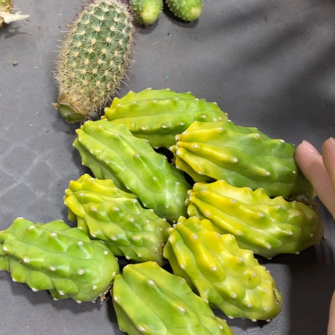 进口虾鬼见城侧芽一个