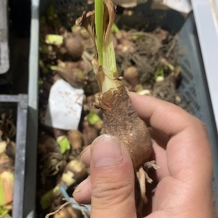 奇幻仙境朱顶红2.5以上