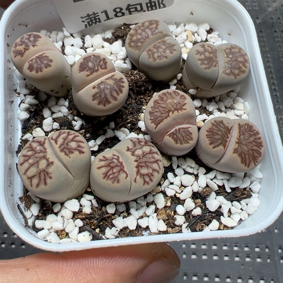 【闪购商品】 113。