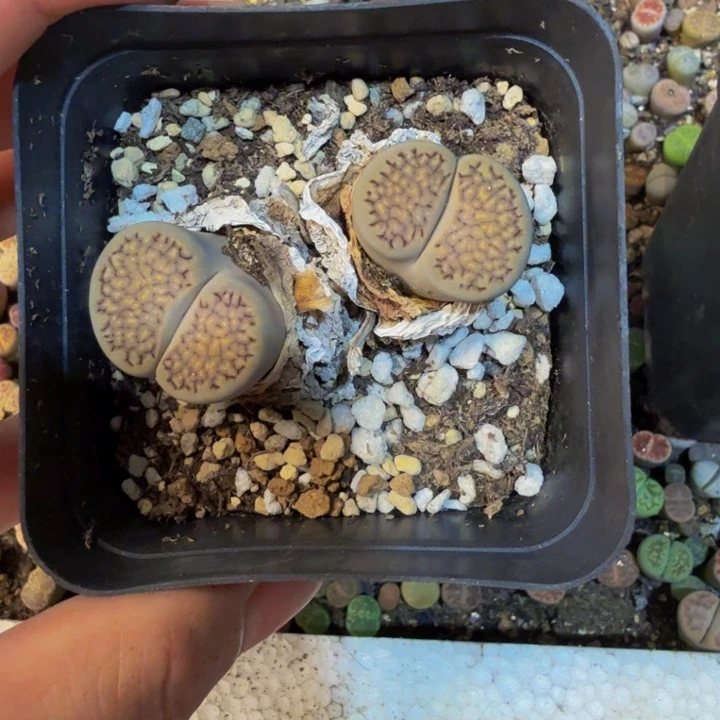 巨****笑多肉植物的生长发育84