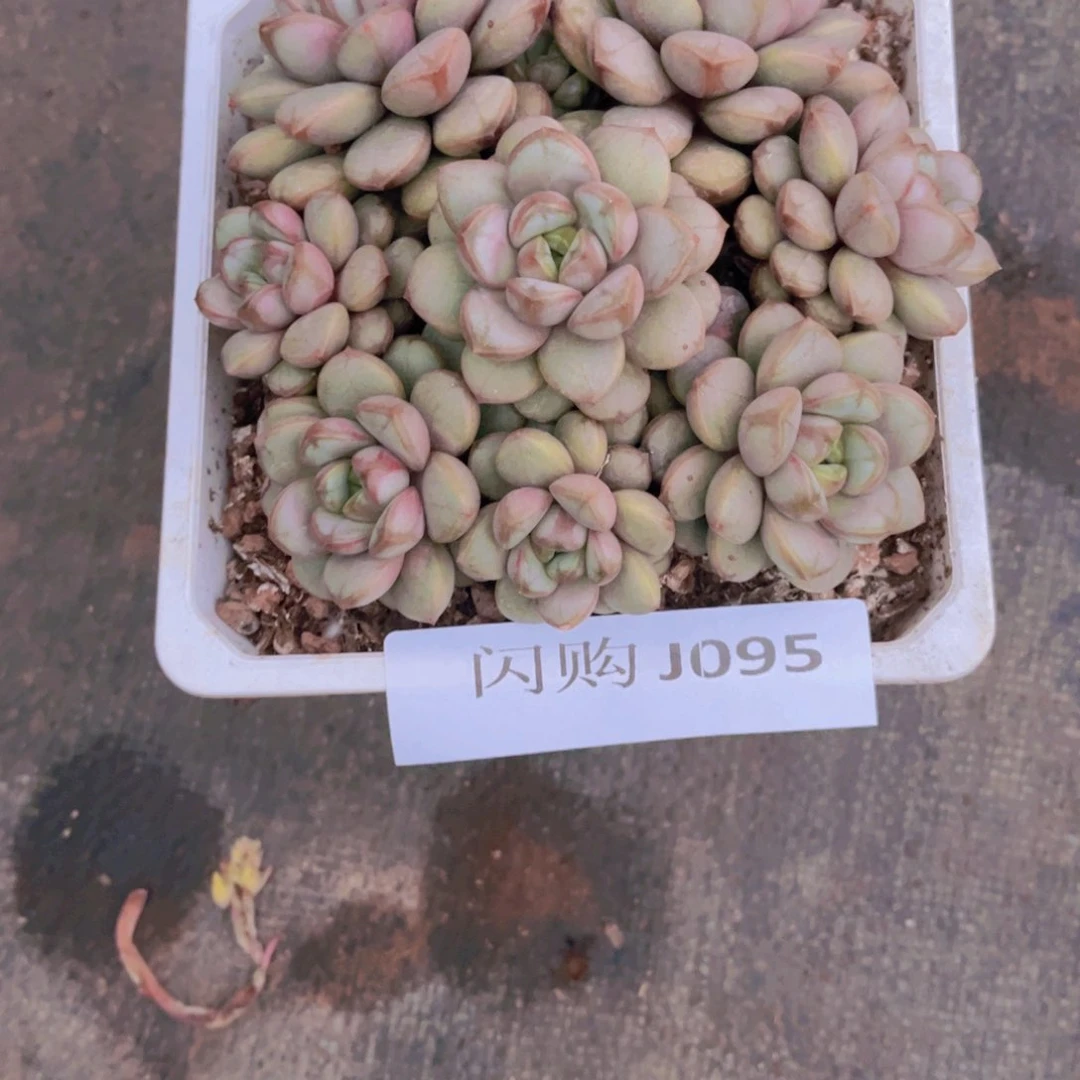 嘉方盆大葡萄Ｊ０９５号一颗
