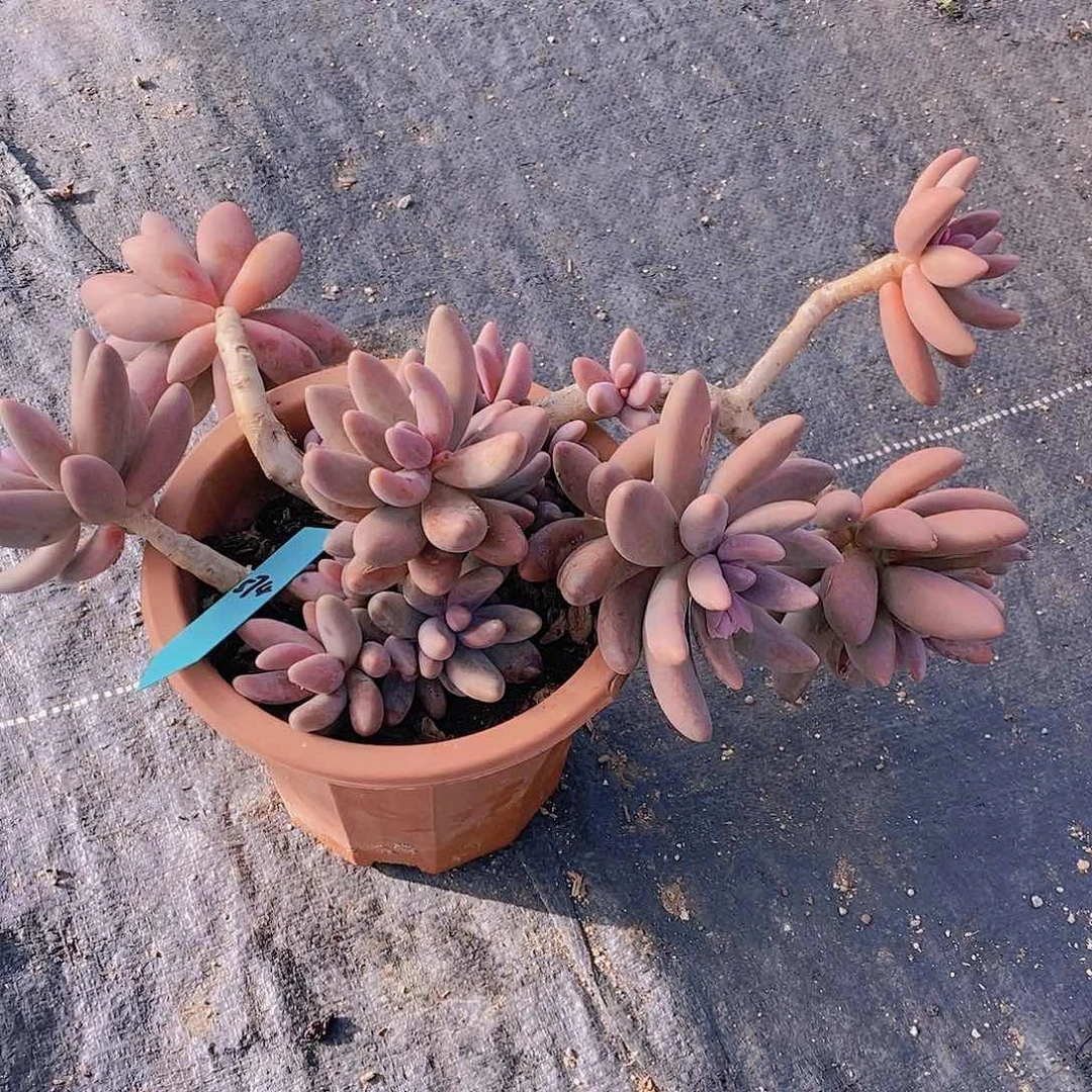 574不包整不包损有瑕疵