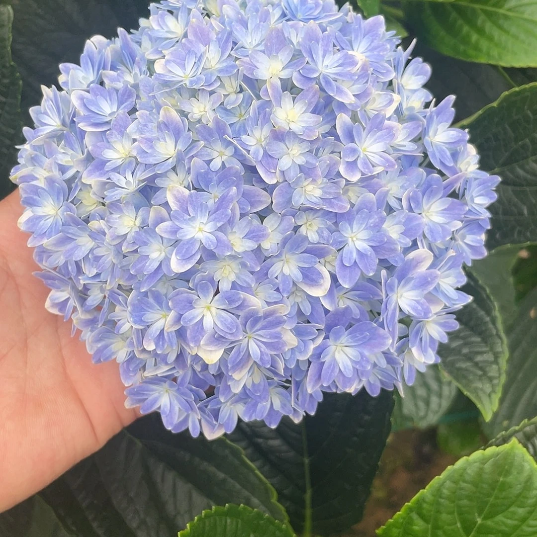 绣球切花一物一拍3枝起包邮，56