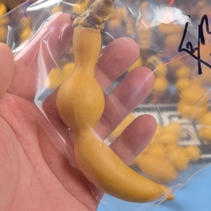 段*大天然葫芦天然葫芦