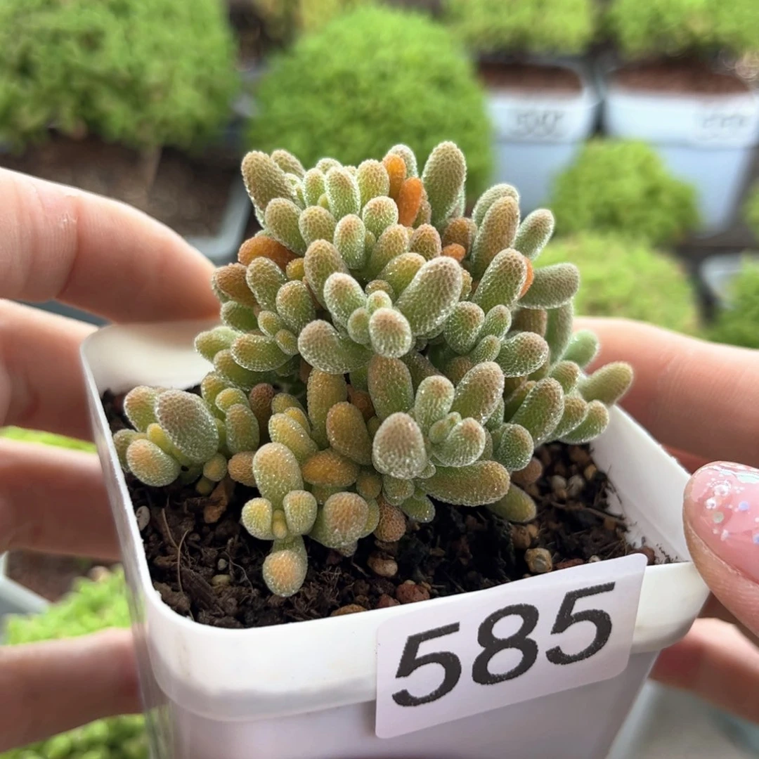 585奶油冰晶可爱多肉植物