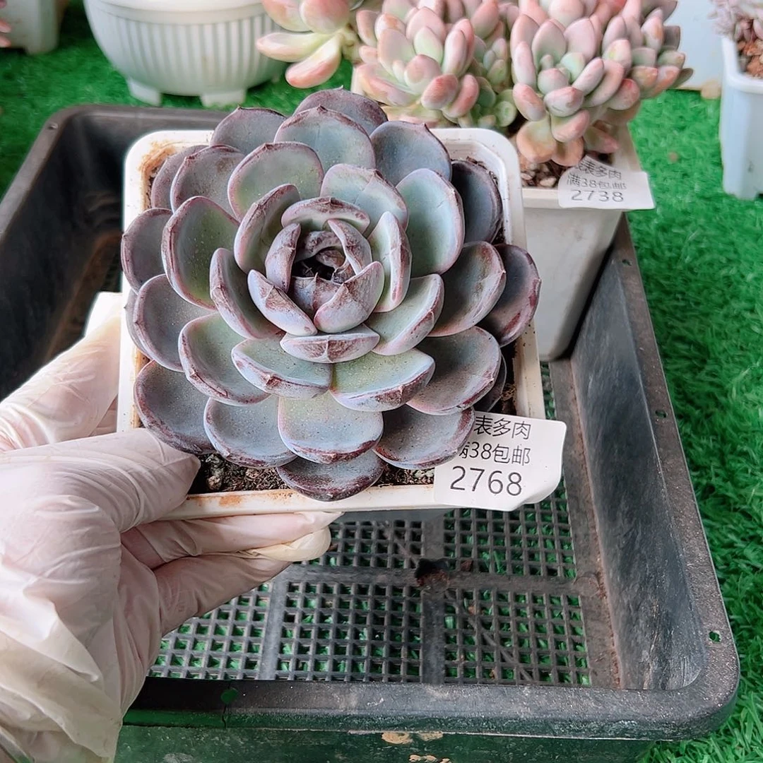 多肉一物一拍植物2768