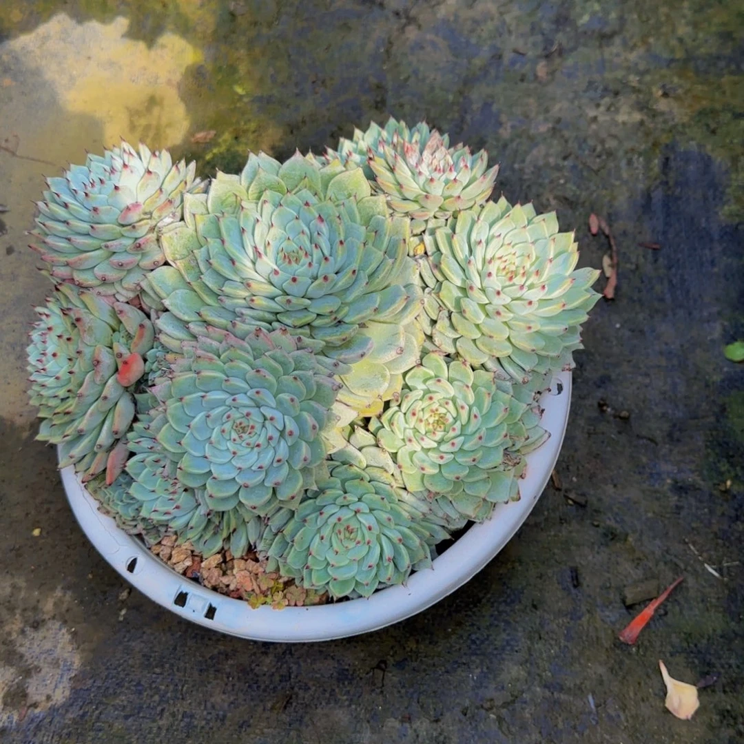 一物一拍中通快递