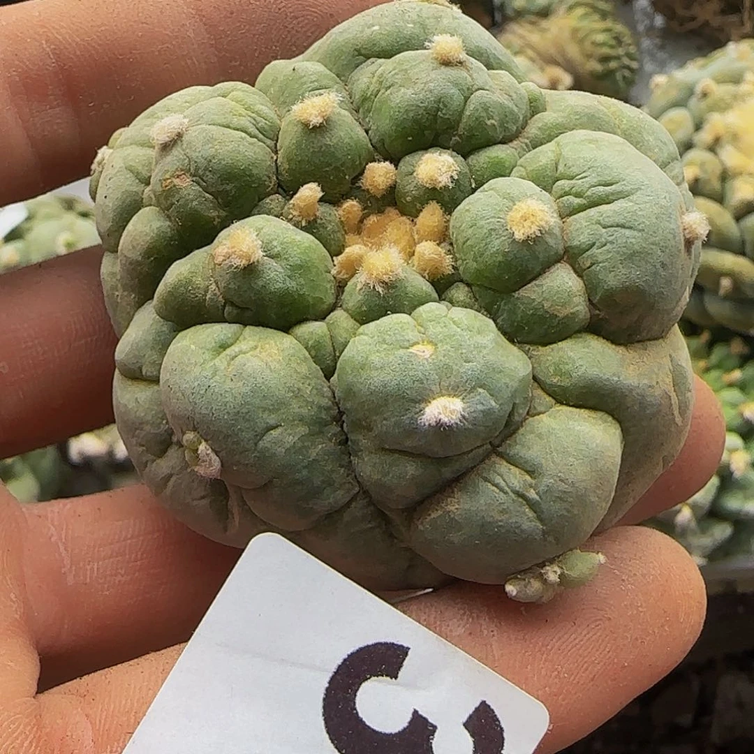 油***籽古田呗330仙人球开花了