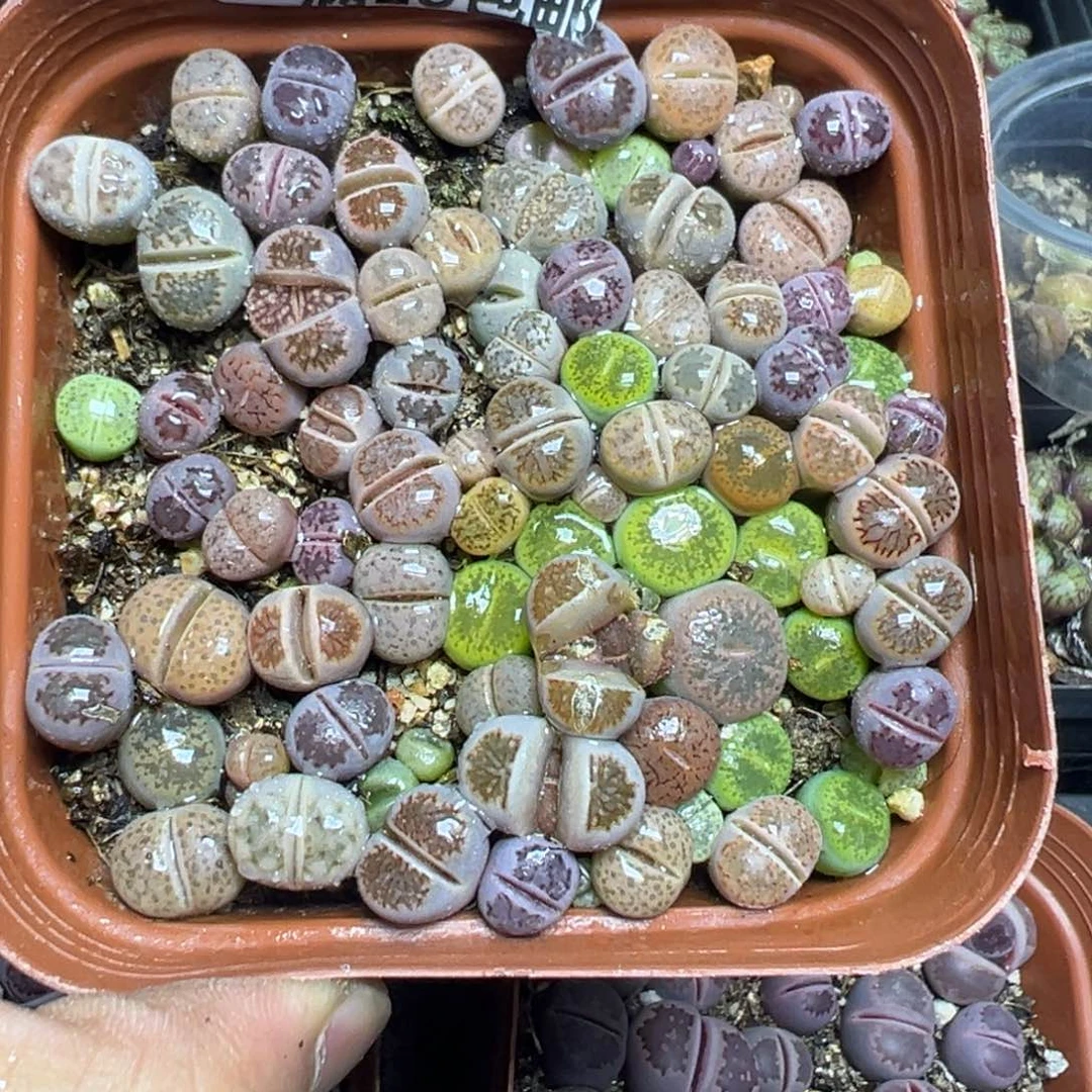 【闪购商品】 053。