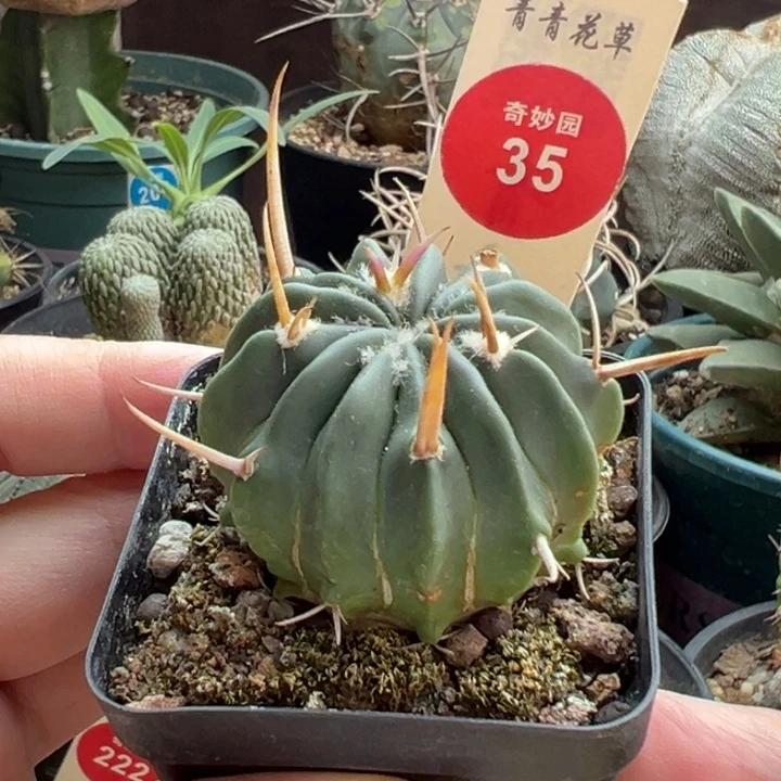 实生割刺龙剑丸有断刺4.1cm